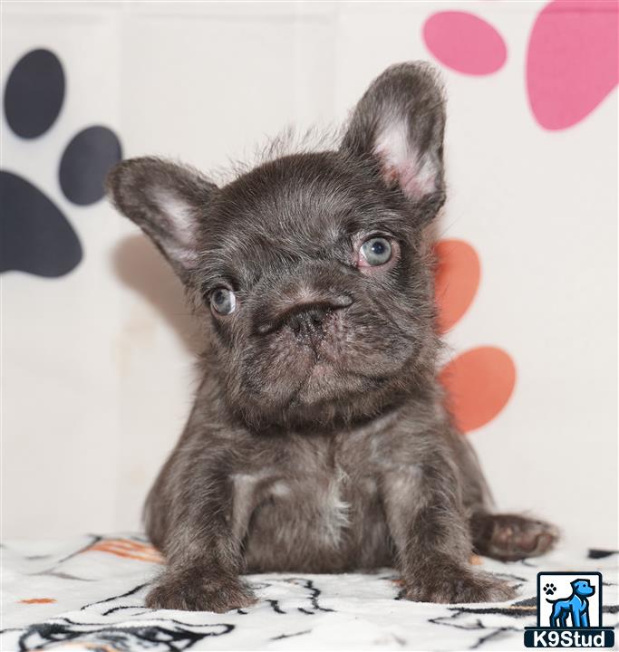 French Bulldog