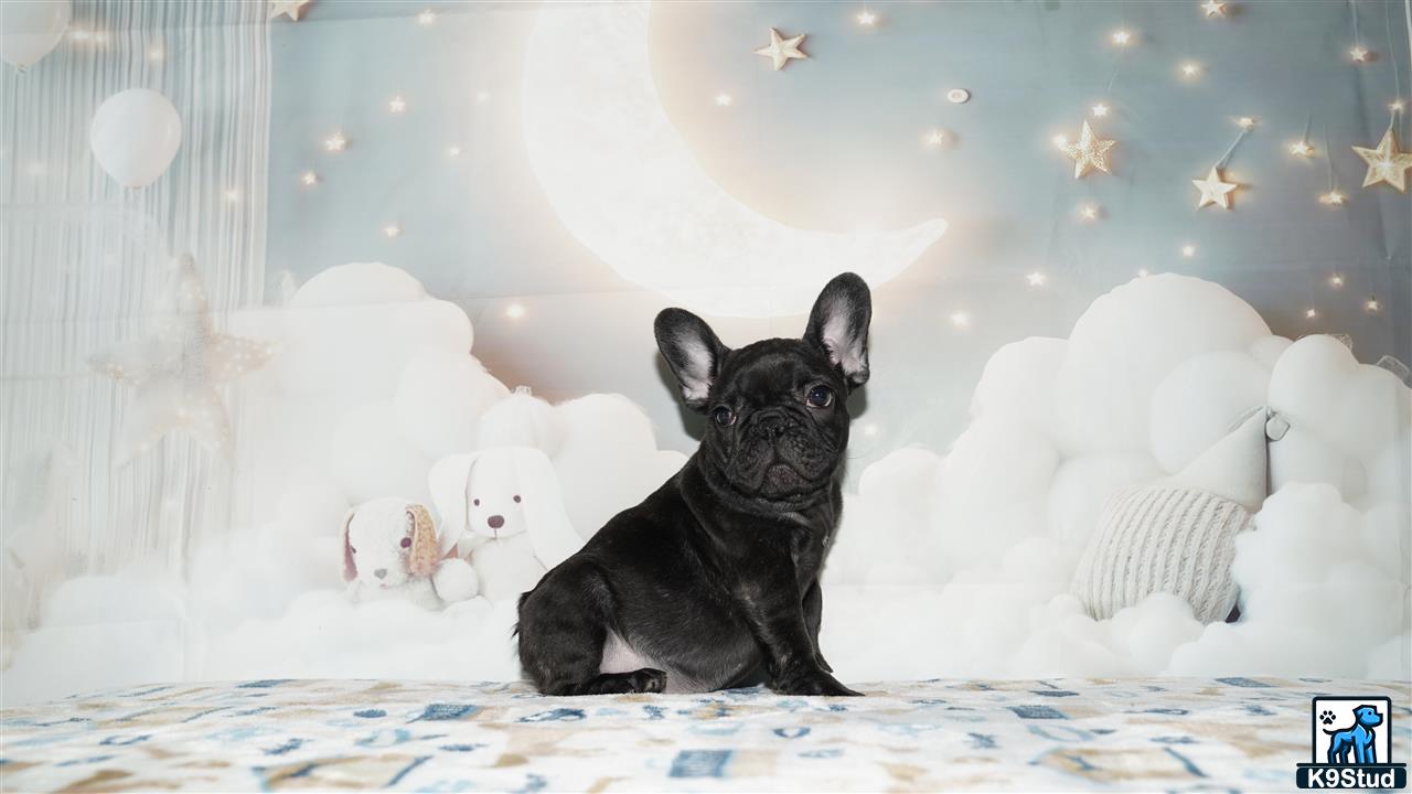 a black french bulldog dog sitting on a bed
