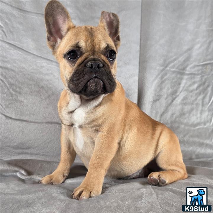 a french bulldog dog sitting on the floor