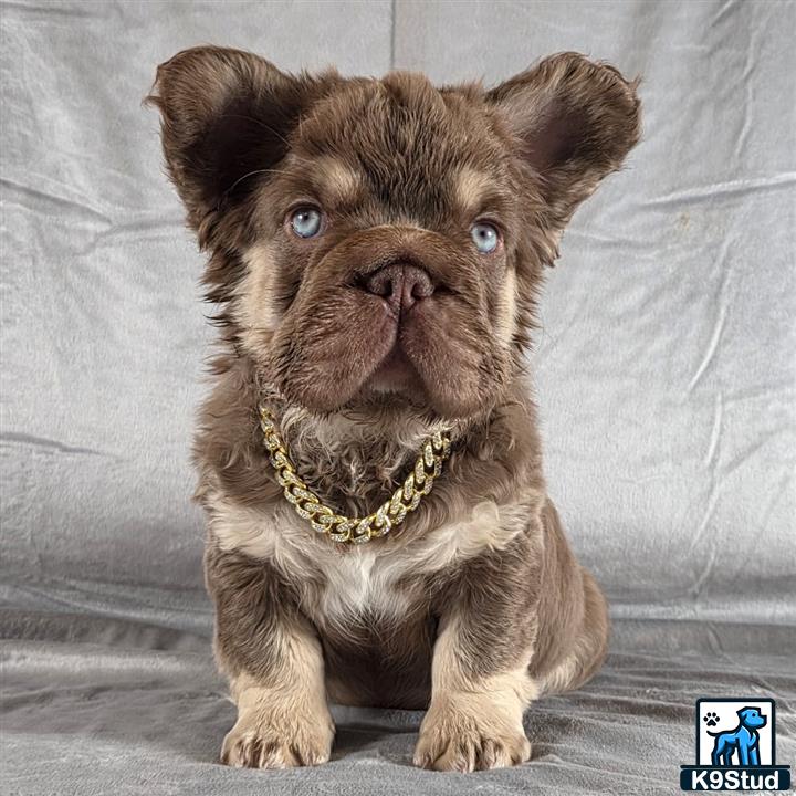 a french bulldog puppy with a chain
