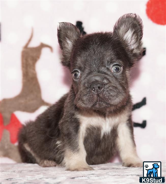 a small brown and white french bulldog puppy