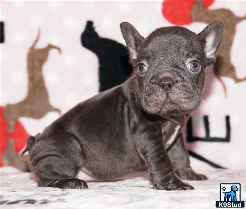 a small black french bulldog dog