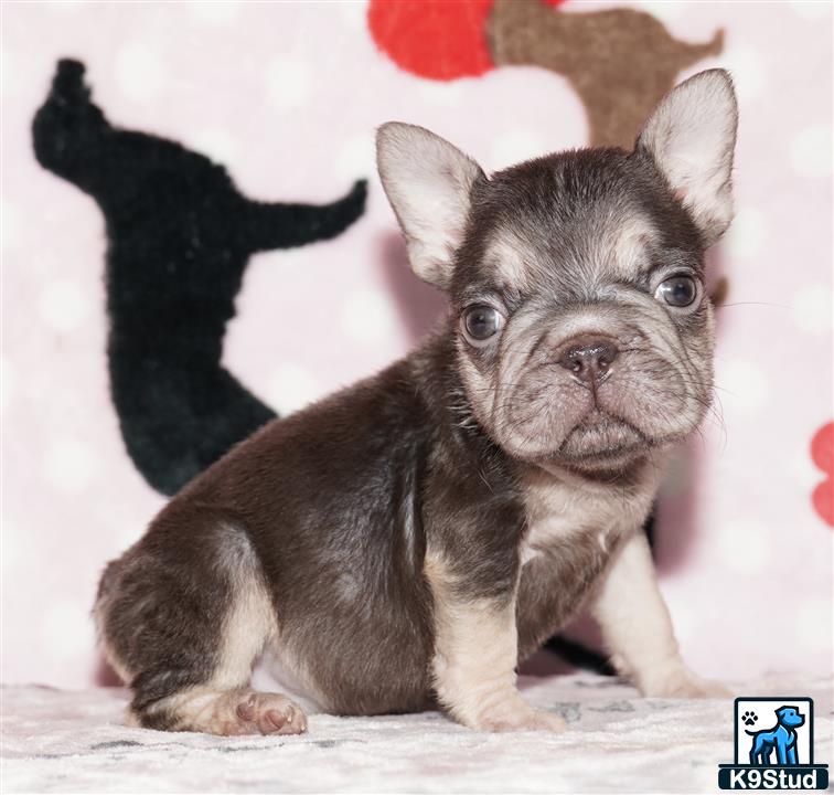 a small french bulldog dog with a black background