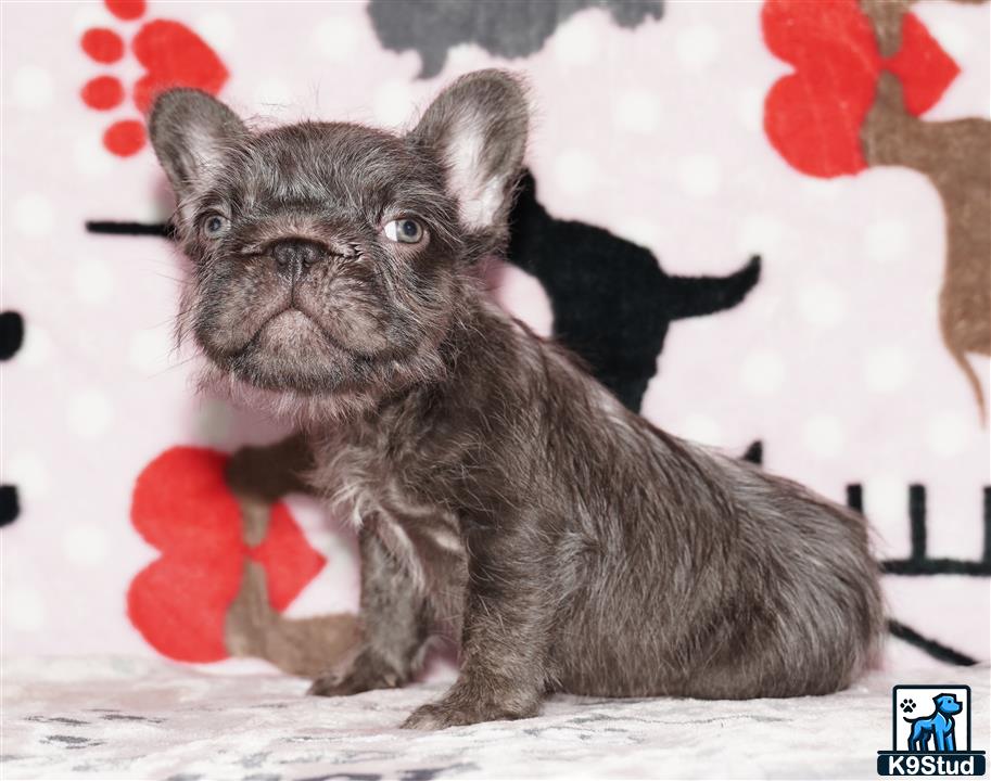 a small french bulldog dog sitting on the ground