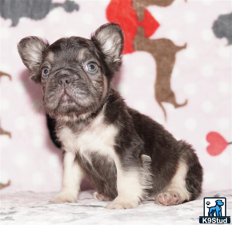 a small black and white french bulldog dog