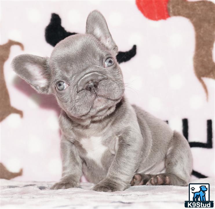 a cat sitting looking at the camera