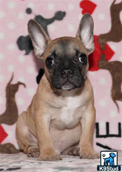 a french bulldog dog sitting on a wood floor