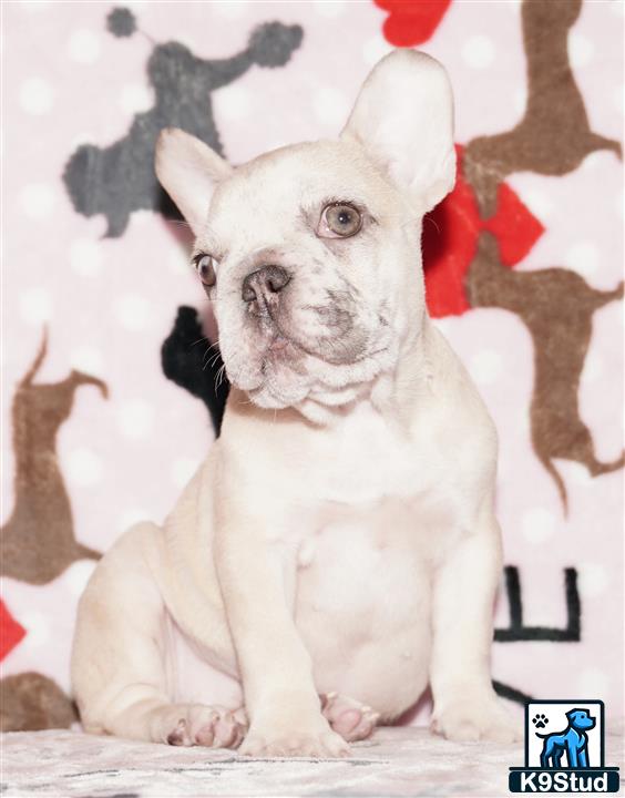 Error: Operation returned an invalid status code 429<br/>Stack Trace:    at Microsoft.Azure.CognitiveServices.Vision.ComputerVision.ComputerVisionClient.<DescribeImageInStreamWithHttpMessagesAsync>d__41.MoveNext()
--- End of stack trace from previous location where exception was thrown ---
   at System.Runtime.ExceptionServices.ExceptionDispatchInfo.Throw()
   at System.Runtime.CompilerServices.TaskAwaiter.HandleNonSuccessAndDebugger