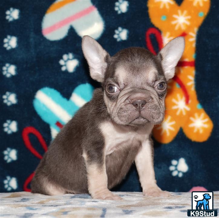 a french bulldog dog wearing a hat