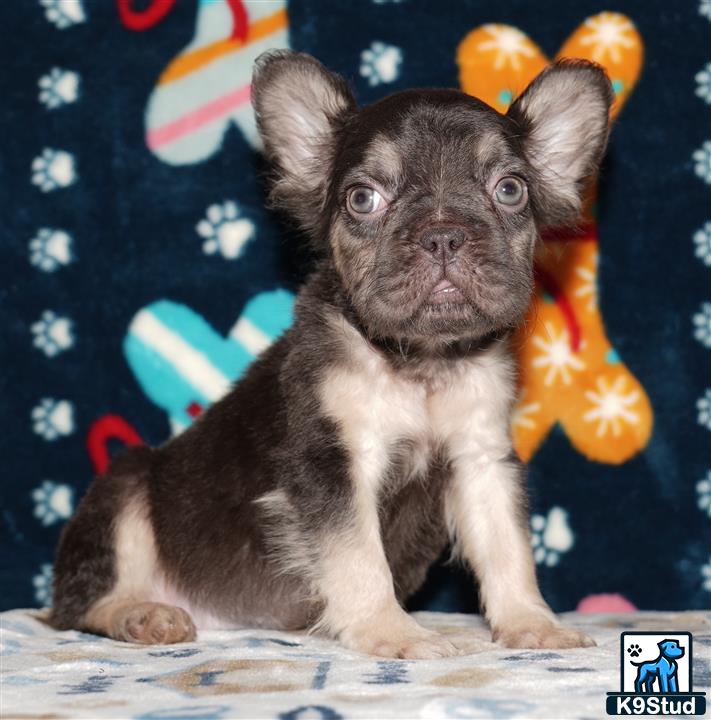 a cat sitting on a bed