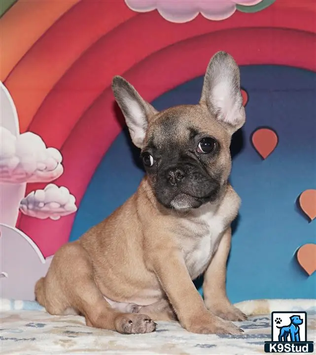 French Bulldog