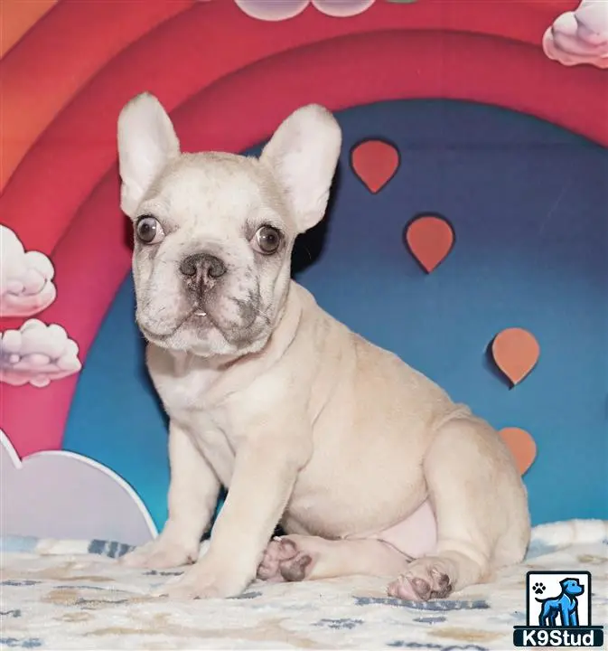 French Bulldog