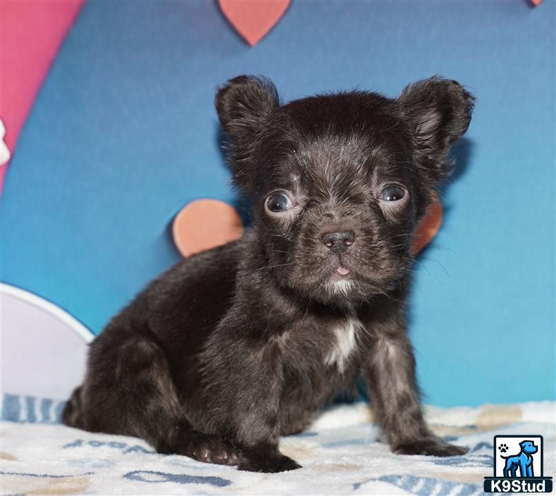 a small black french bulldog puppy