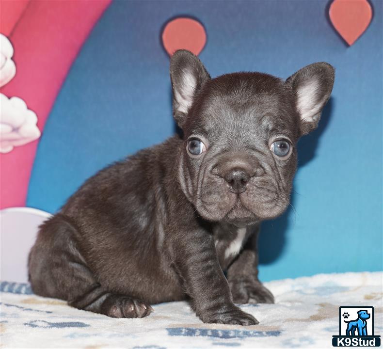 a small black animal