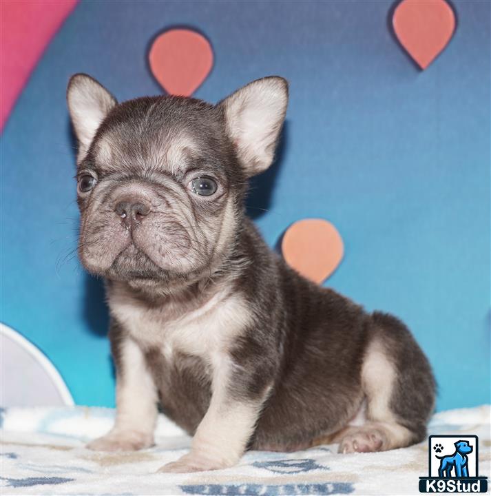 a small french bulldog dog sitting