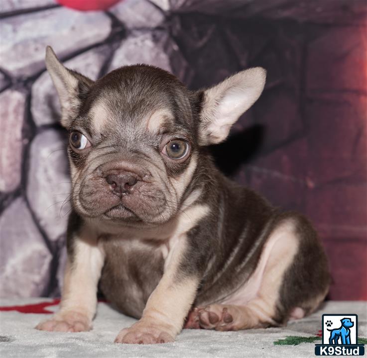 a small french bulldog puppy sitting