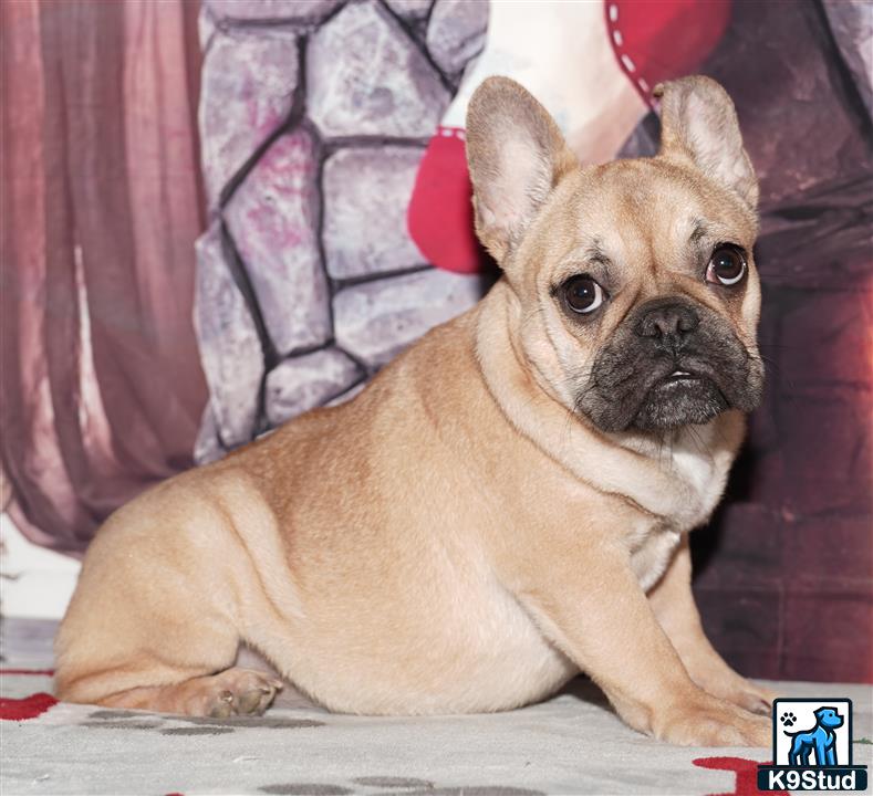 a french bulldog dog sitting on a couch