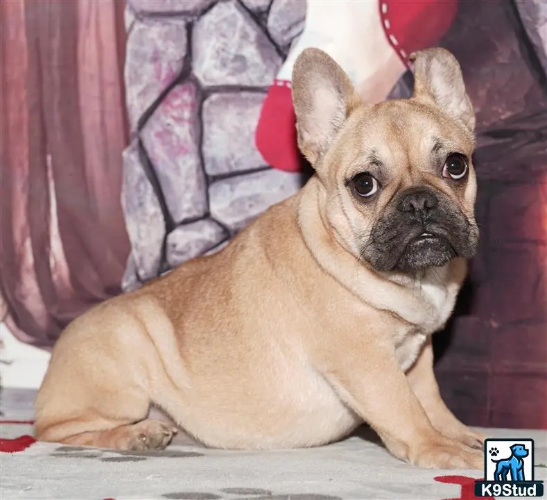 French Bulldog