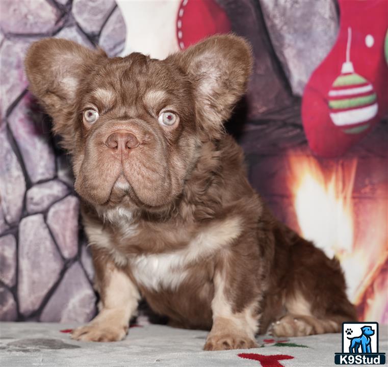 a french bulldog dog sitting on a couch