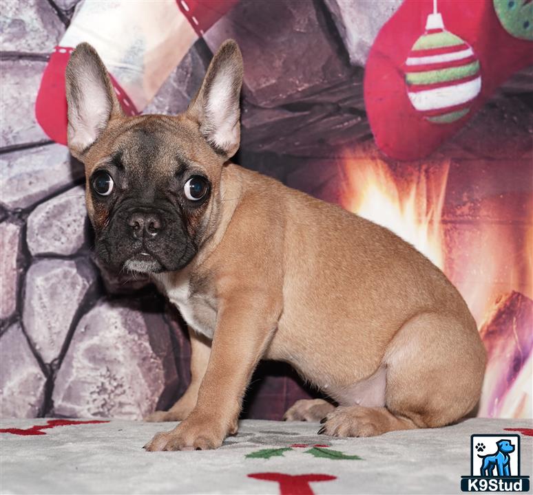 Error: Operation returned an invalid status code 429<br/>Stack Trace:    at Microsoft.Azure.CognitiveServices.Vision.ComputerVision.ComputerVisionClient.<DescribeImageInStreamWithHttpMessagesAsync>d__41.MoveNext()
--- End of stack trace from previous location where exception was thrown ---
   at System.Runtime.ExceptionServices.ExceptionDispatchInfo.Throw()
   at System.Runtime.CompilerServices.TaskAwaiter.HandleNonSuccessAndDebugger