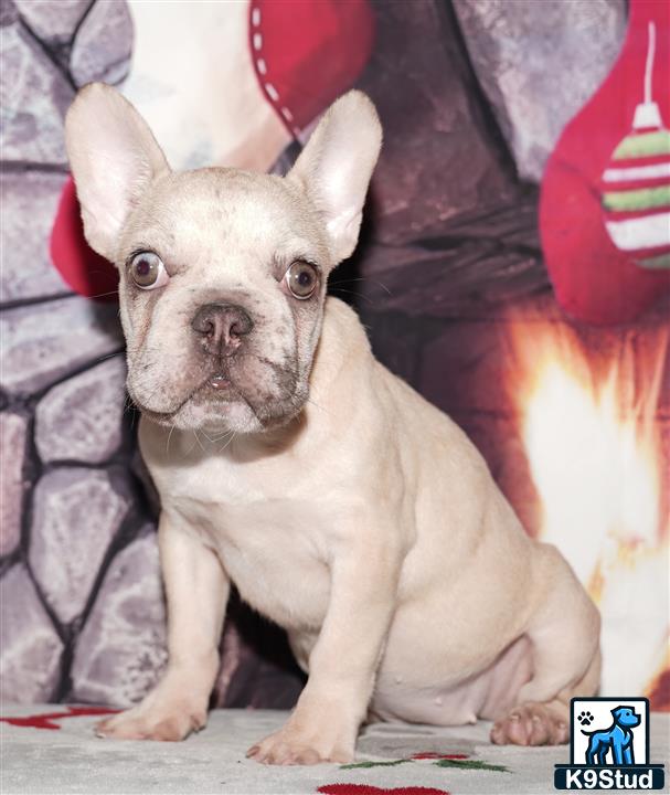 Error: Operation returned an invalid status code 429<br/>Stack Trace:    at Microsoft.Azure.CognitiveServices.Vision.ComputerVision.ComputerVisionClient.<DescribeImageInStreamWithHttpMessagesAsync>d__41.MoveNext()
--- End of stack trace from previous location where exception was thrown ---
   at System.Runtime.ExceptionServices.ExceptionDispatchInfo.Throw()
   at System.Runtime.CompilerServices.TaskAwaiter.HandleNonSuccessAndDebugger