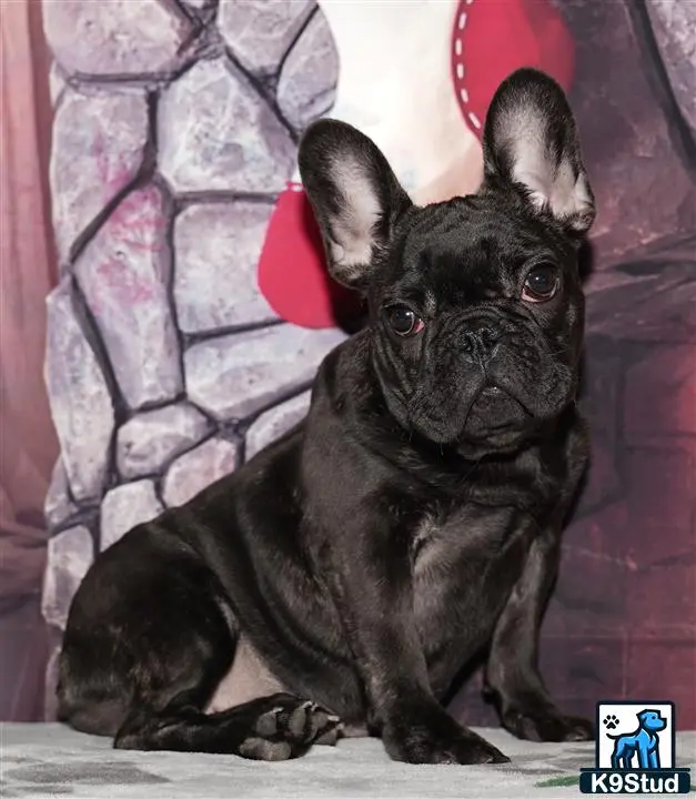 French Bulldog