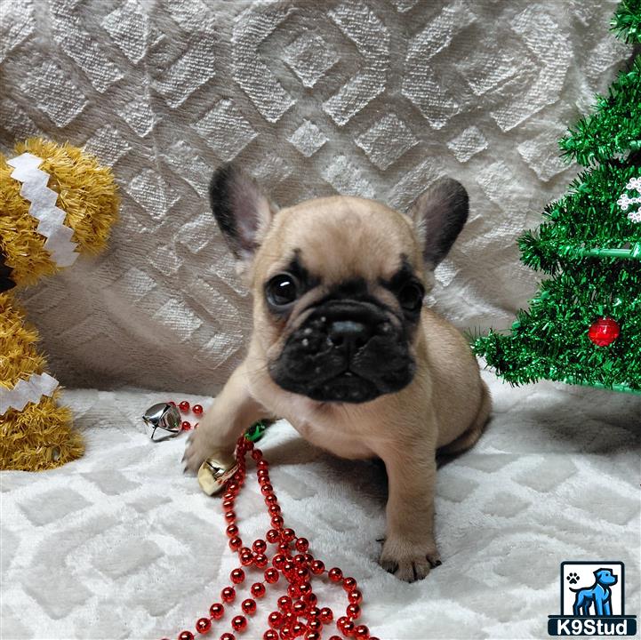 a french bulldog dog sitting on the ground