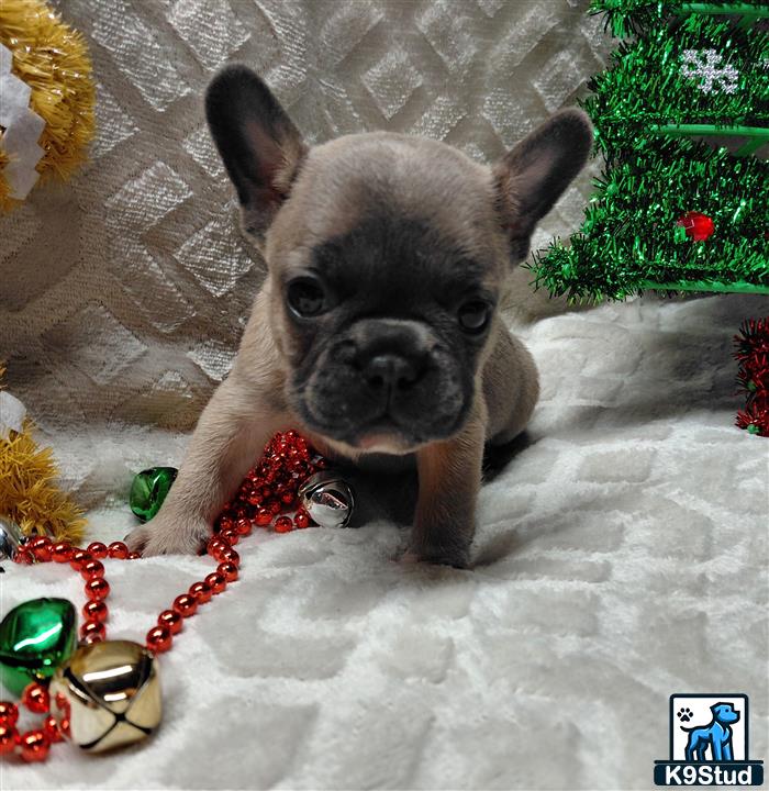 a french bulldog dog on a leash