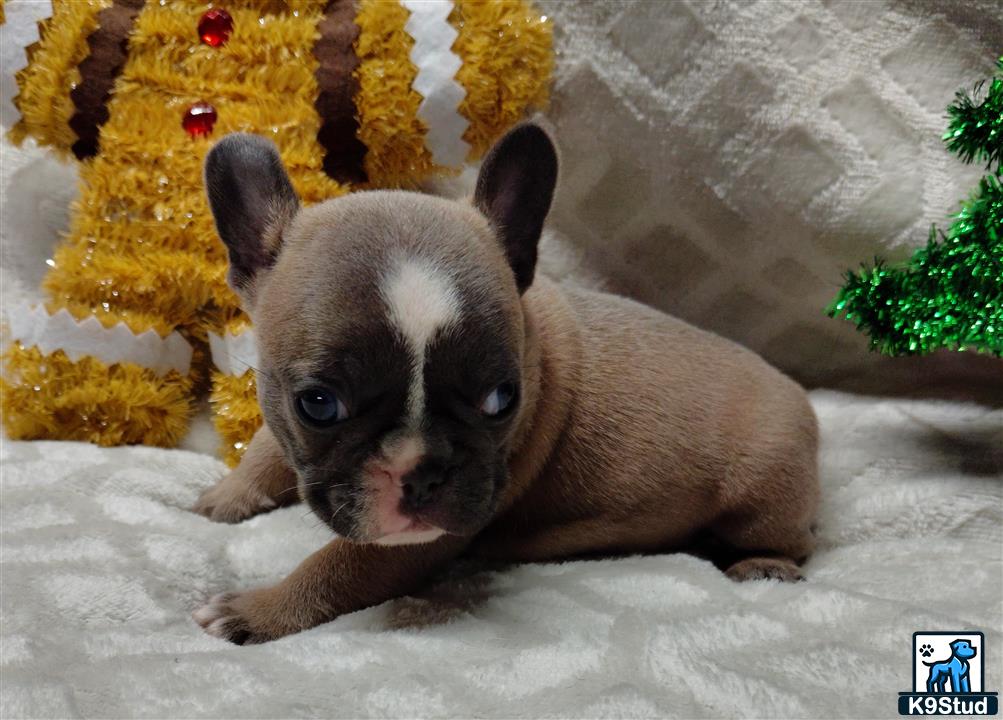 a rabbit lying on snow