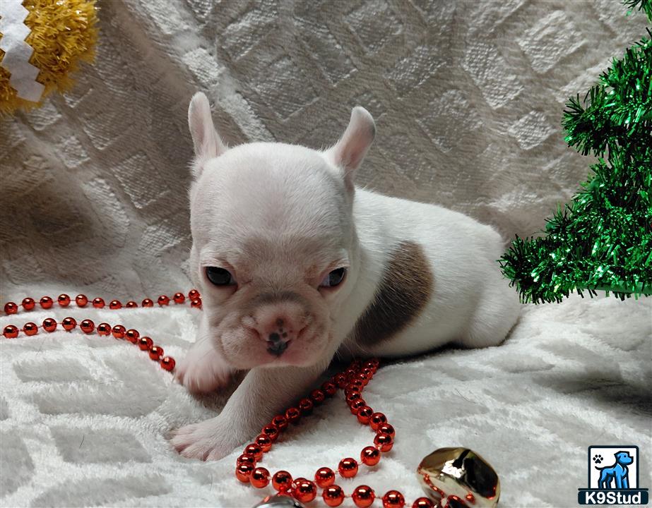 a white and brown french bulldog dog