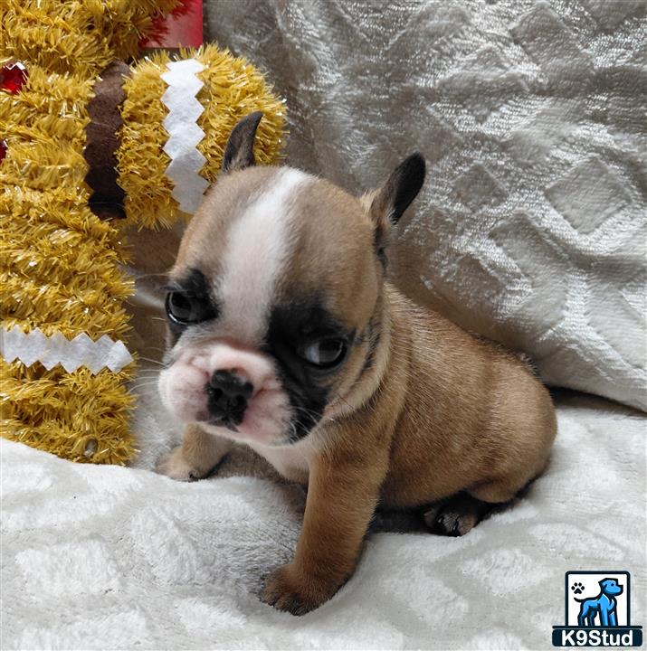 a french bulldog dog lying on the ground