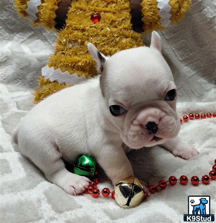 a french bulldog dog lying on a blanket