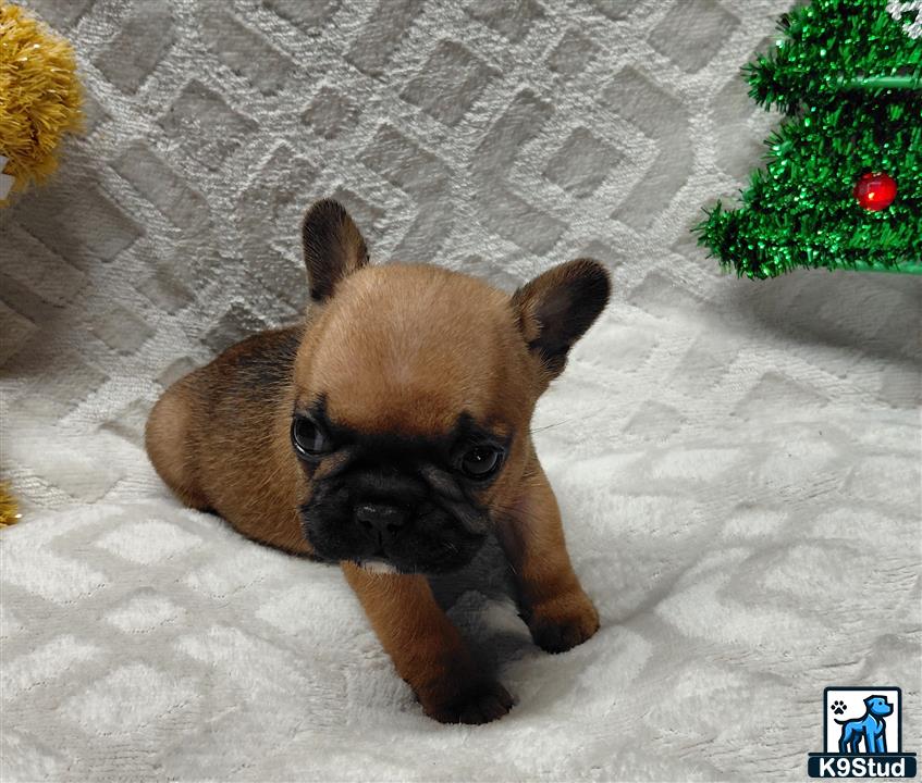 a french bulldog dog lying on the ground