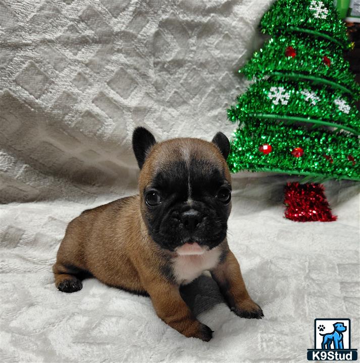a french bulldog dog sitting next to a christmas tree