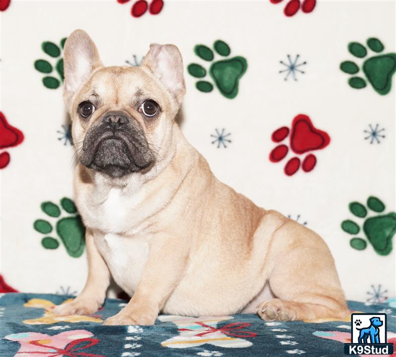a french bulldog dog sitting on a bed