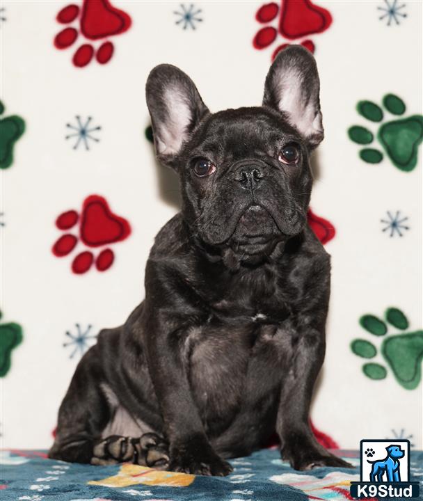 a black french bulldog dog sitting on a blue surface