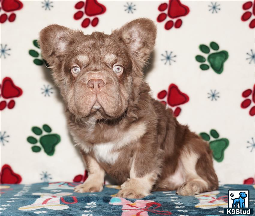 a french bulldog dog sitting on a bed