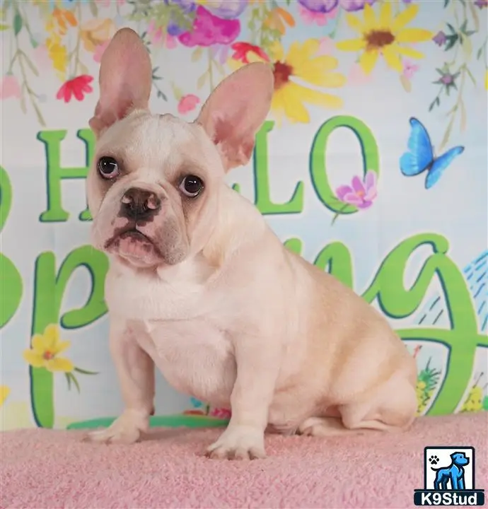 French Bulldog