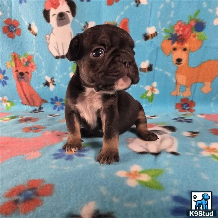 French Bulldog