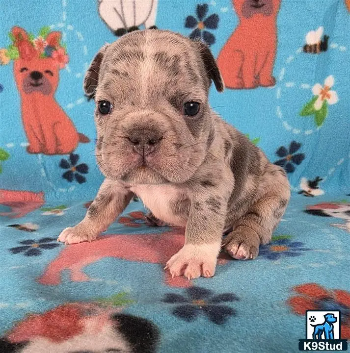French Bulldog