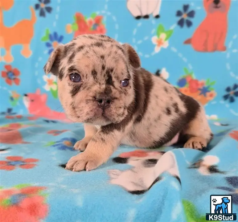 French Bulldog