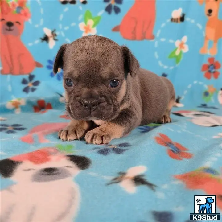 French Bulldog