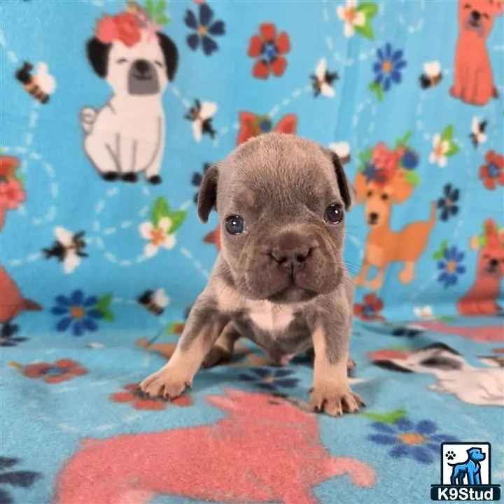 French Bulldog