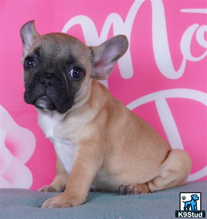 a small french bulldog dog sitting