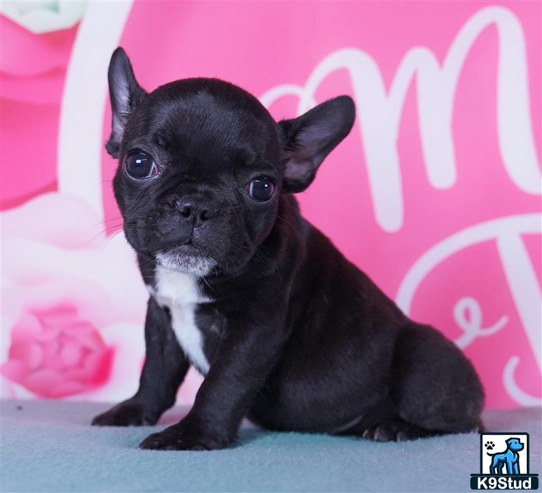 a small black french bulldog puppy