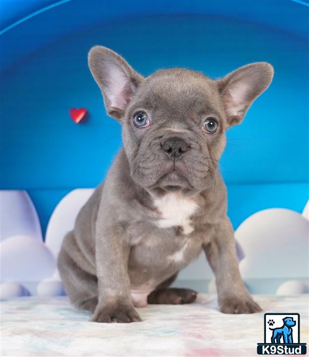 a small french bulldog dog with a blue background