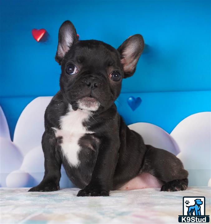 a small black and white french bulldog dog