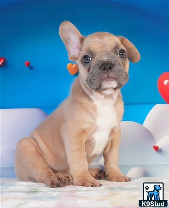 a french bulldog dog sitting on a bed