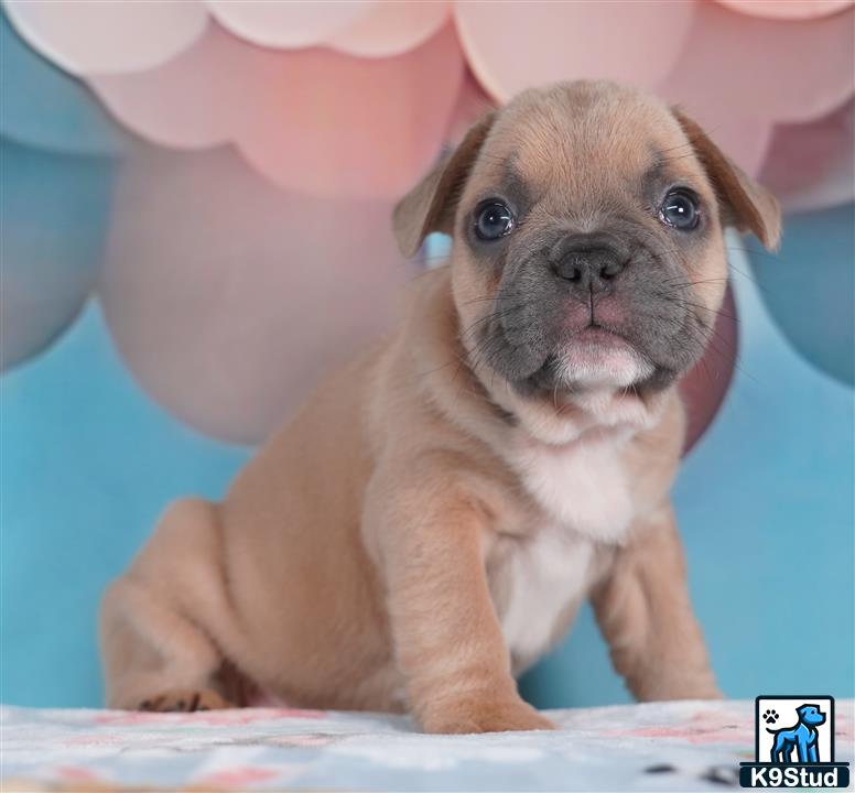 a french bulldog dog with a human face