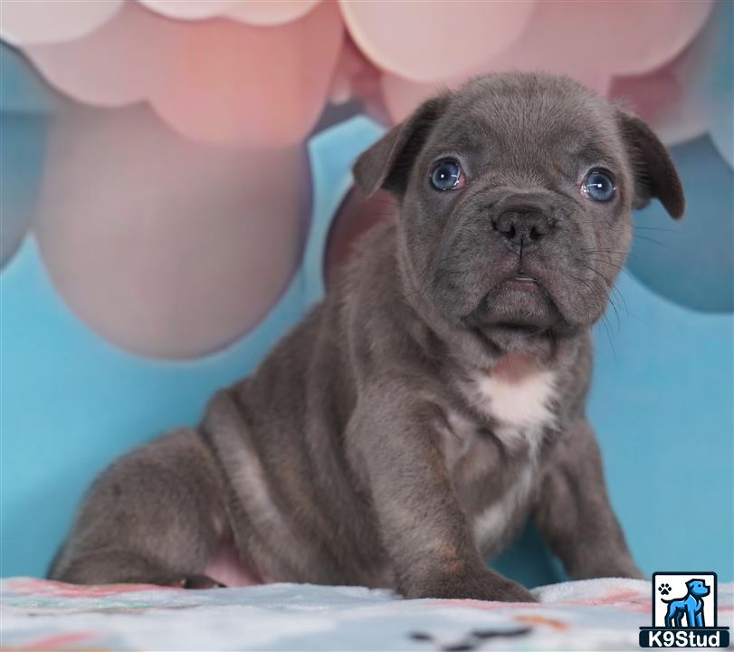 a small french bulldog puppy with blue eyes